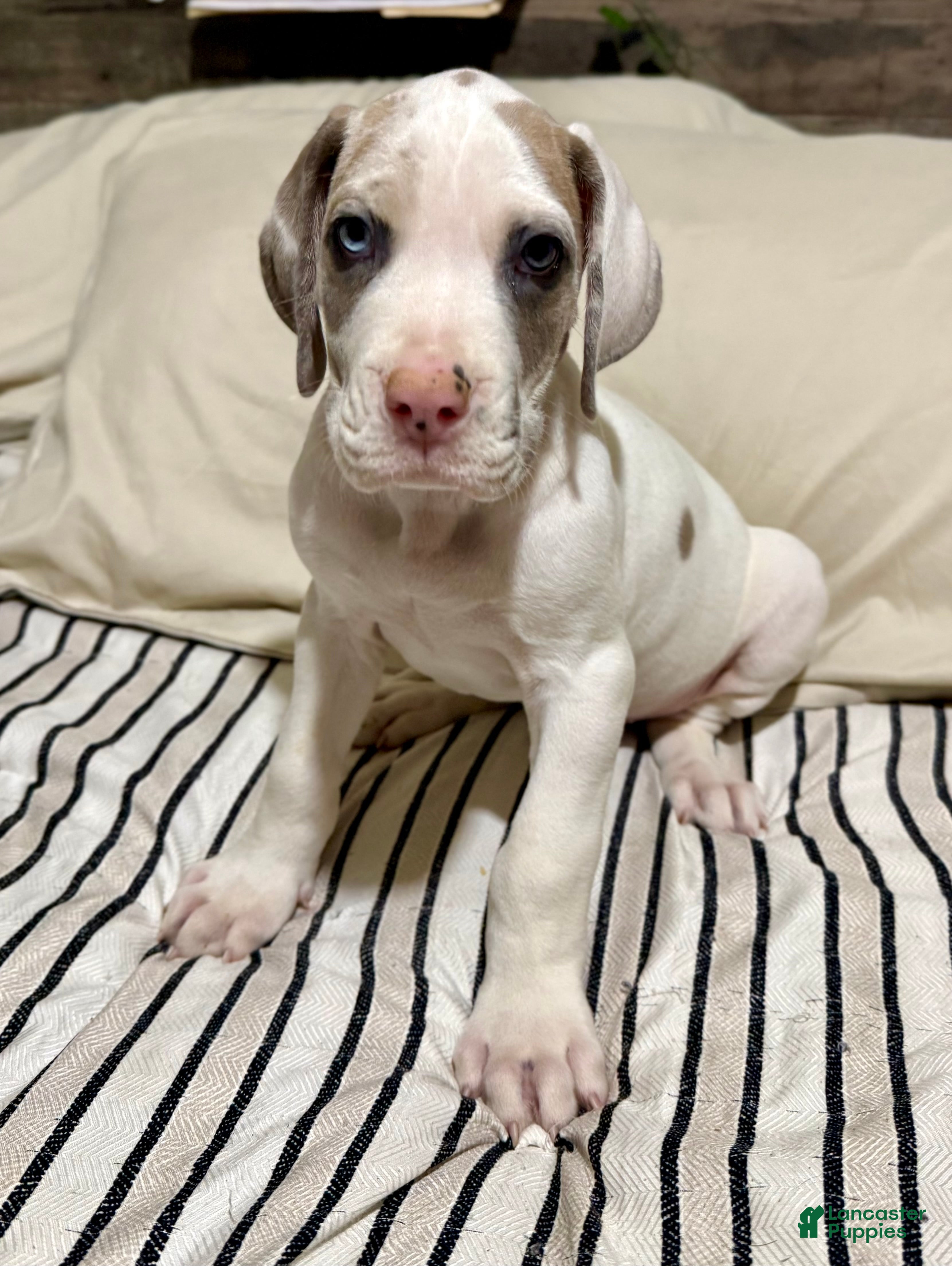 Great Dane dogs Blue Fawnquin Headed Pied (Heavy Euro) - Ad 20