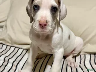 Great Dane dogs Blue Fawnquin Headed Pied (Heavy Euro) - Ad 14