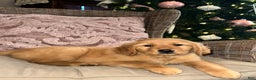 Golden Retriever dogs for sale: Golden Retriever Dark Pink Girl - Ad 7