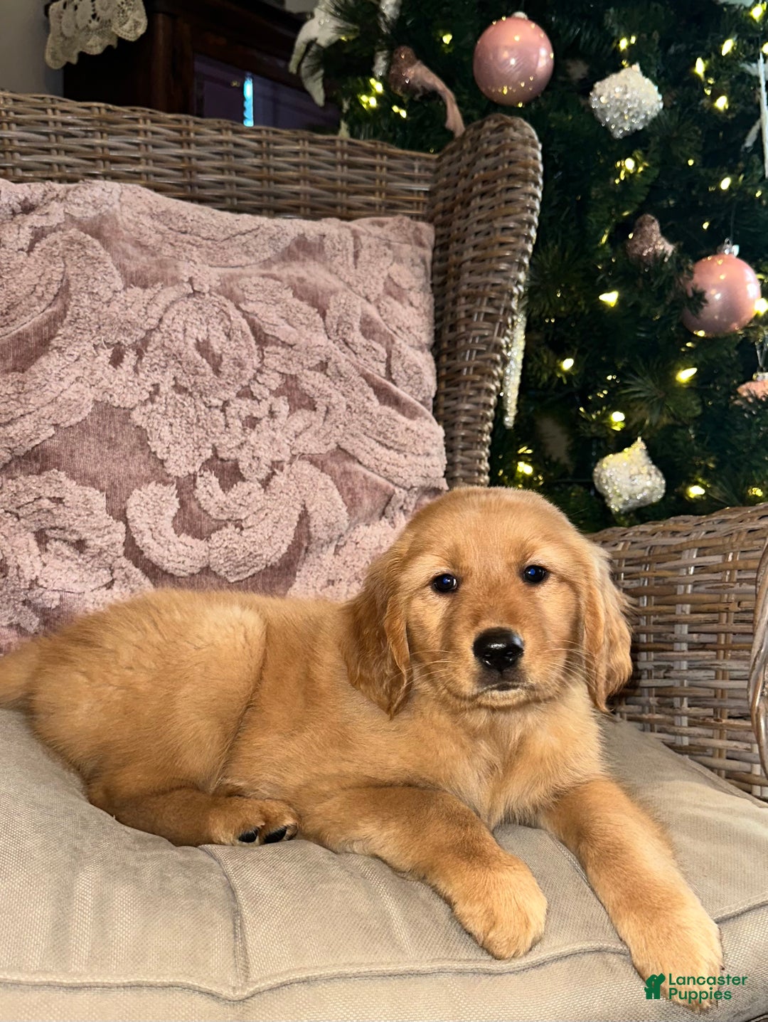 Golden Retriever dogs for sale: Golden Retriever Dark Pink Girl - Ad 7
