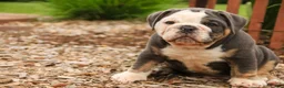 Mixed Breed dogs for sale: Duke Victorian Bulldog - Ad 12