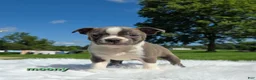 Boston Terrier dogs for sale: Moony - Ad 2