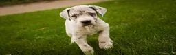 Great Dane dogs for sale: Beatrice Great Dane  - Ad 3