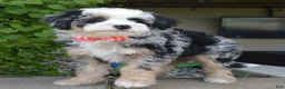 Mini Bernedoodle dogs for sale: Bella - Ad 4