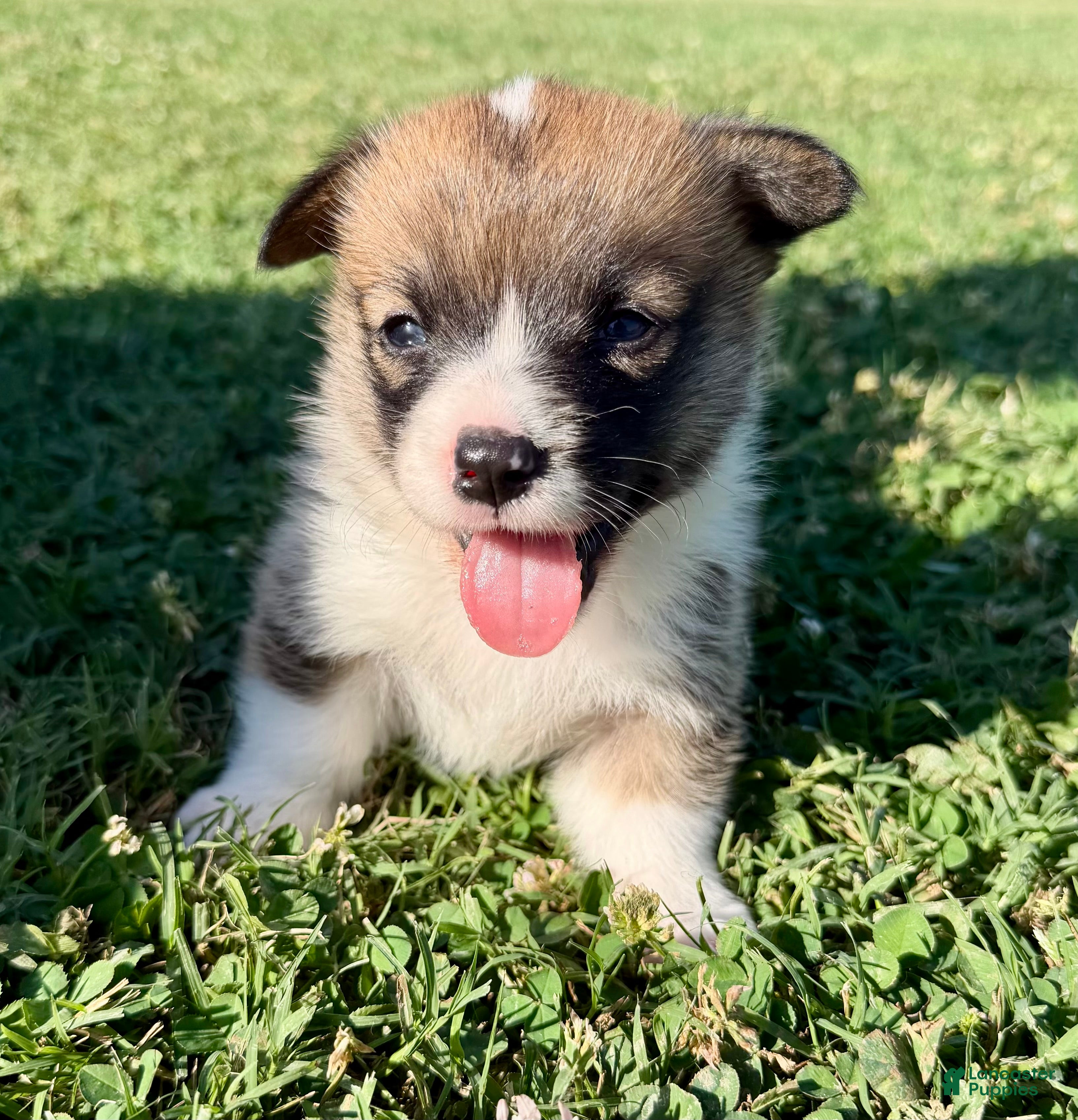 Welsh Corgi Pembroke dogs Welsh Corgi Pembroke Puppy 1 - Ad 38
