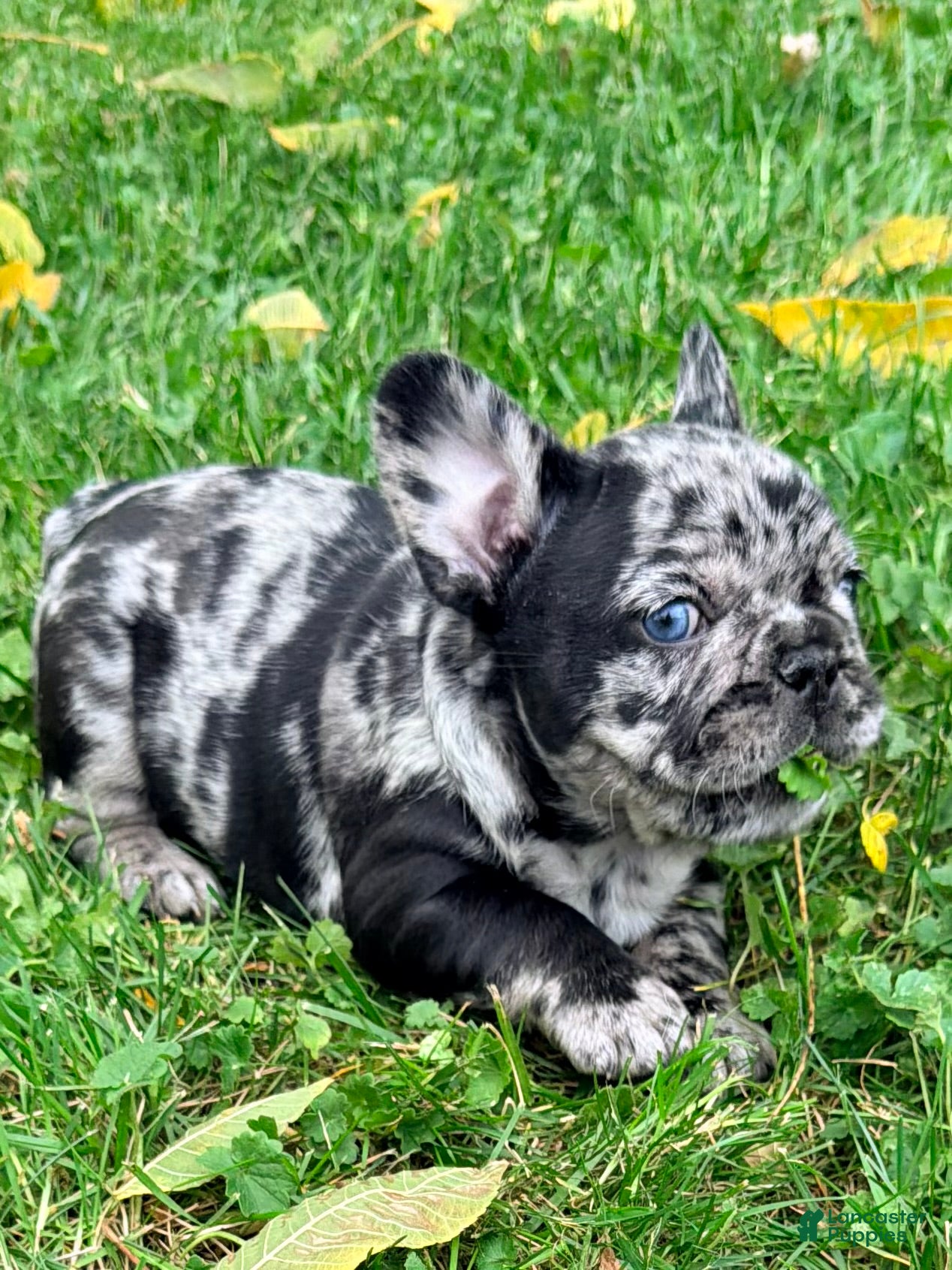 French Bulldog dogs French Bulldog 4 - Ad 14