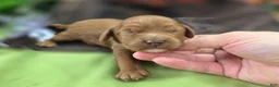 Cockapoo dogs for sale: Tulip - Ad 3