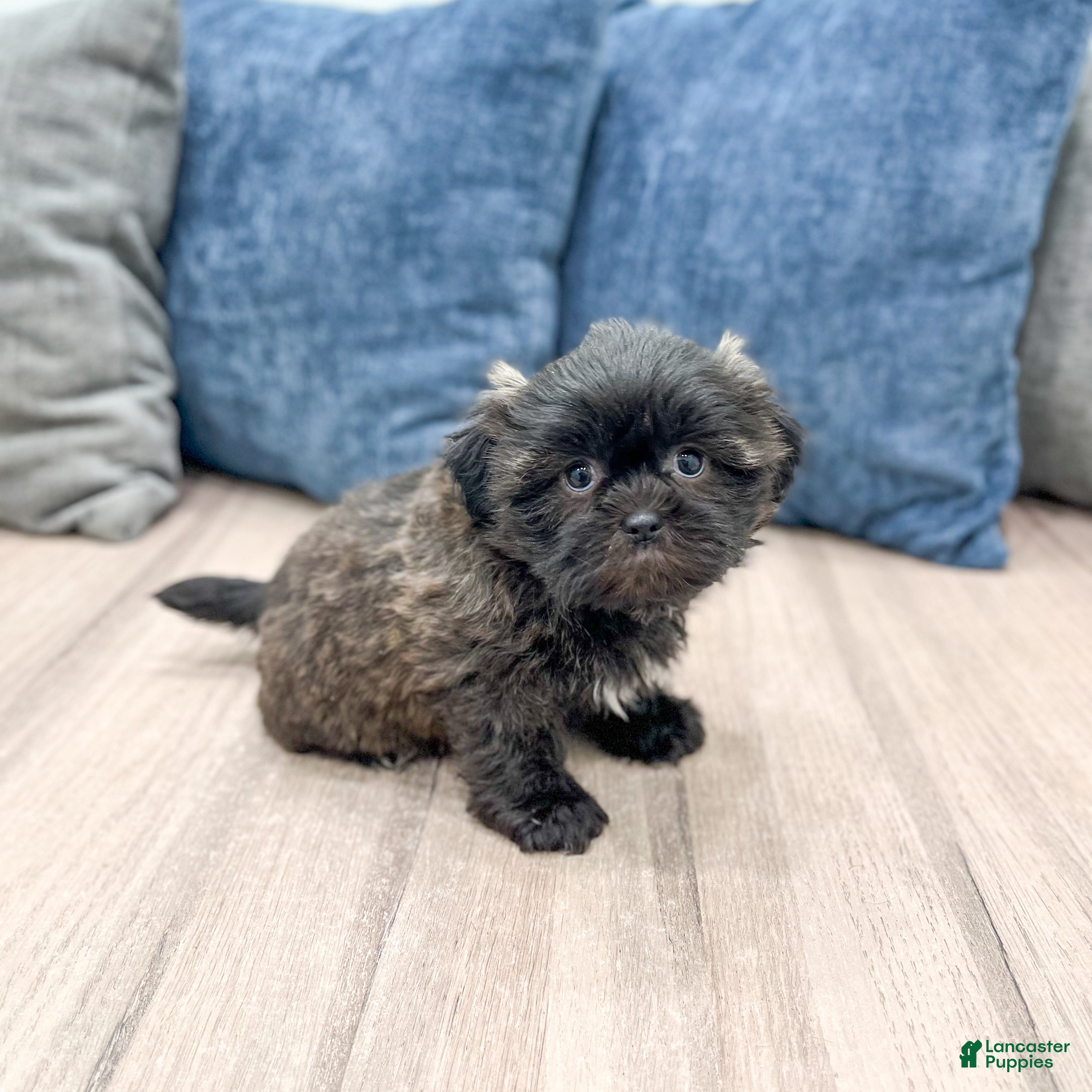 Teddy Bear dogs Nova - Ad 2