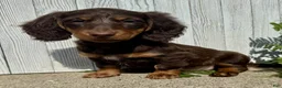 Miniature Dachshund dogs for sale: Ellie - Ad 3