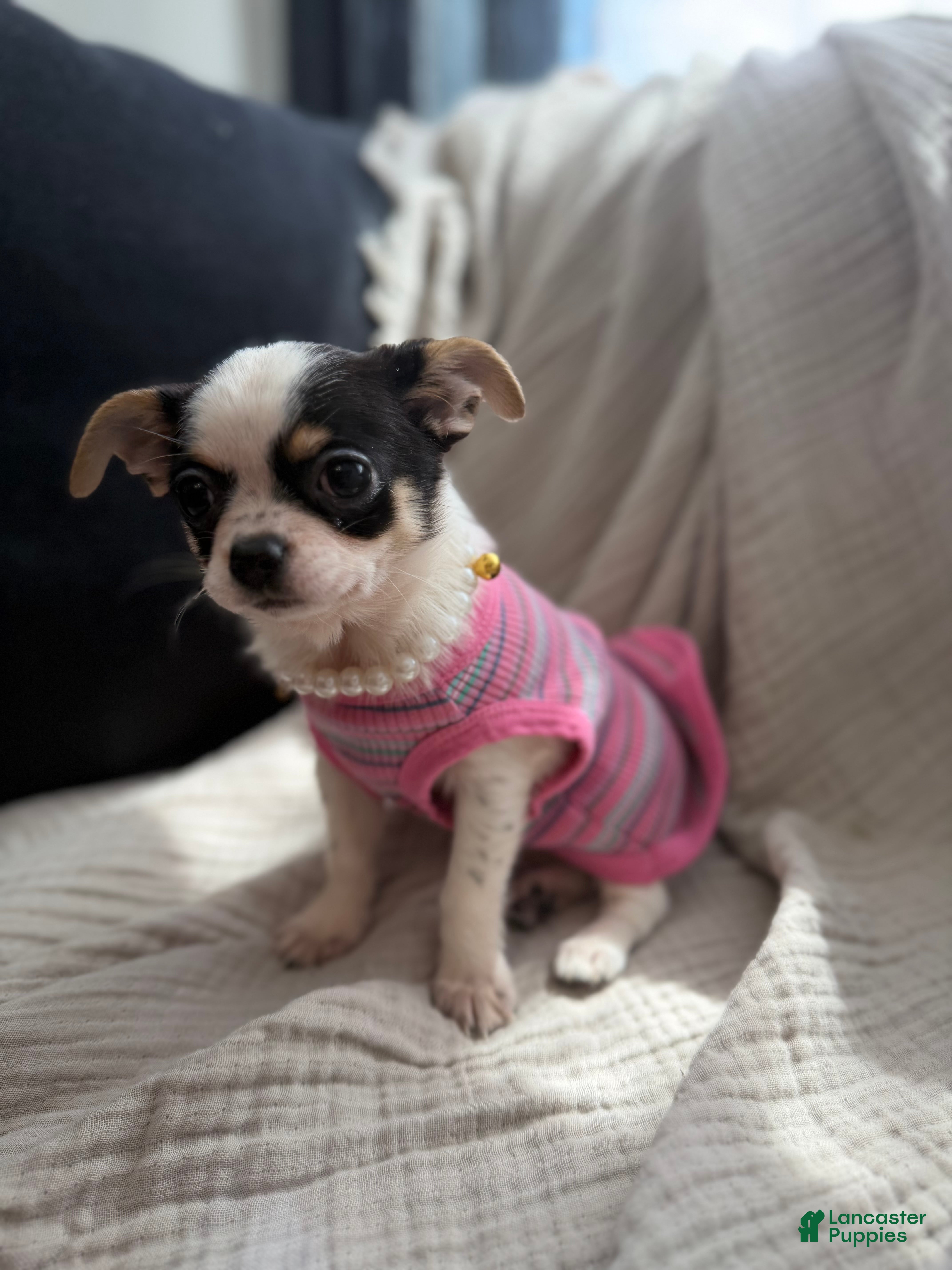 Chihuahua dogs Oreo  - Ad 1