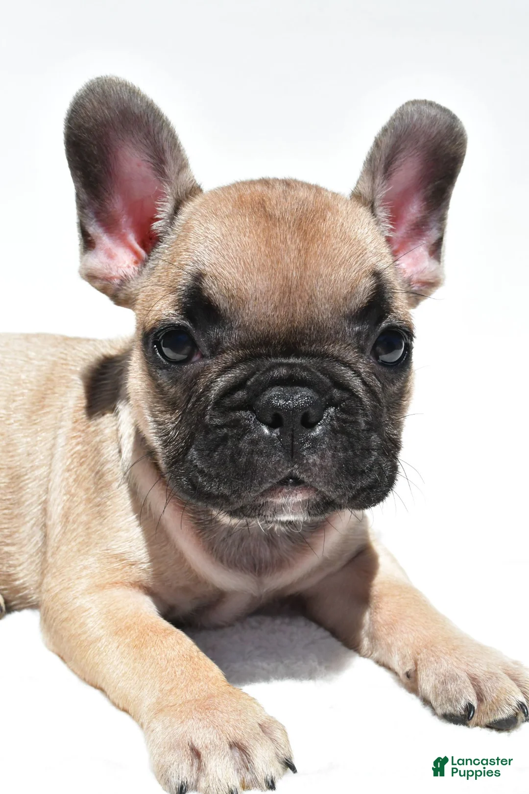 French Bulldog dogs for sale: Patrick  - Ad 8