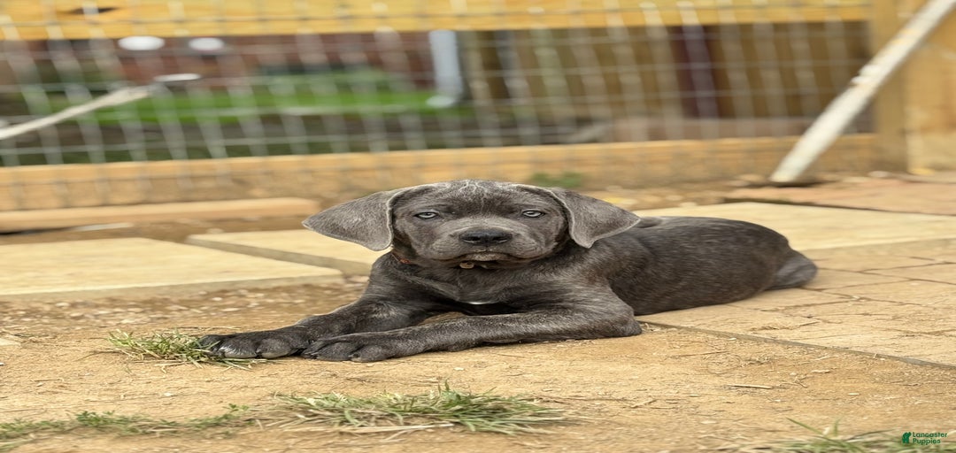 Gallery Image {{count}}