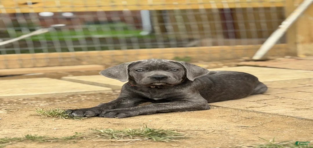 Gallery Image {{count}}