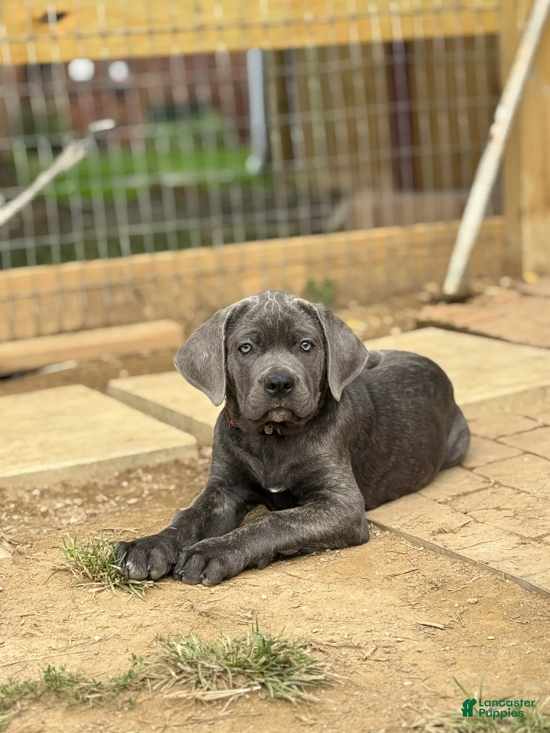 Gallery Image {{count}}