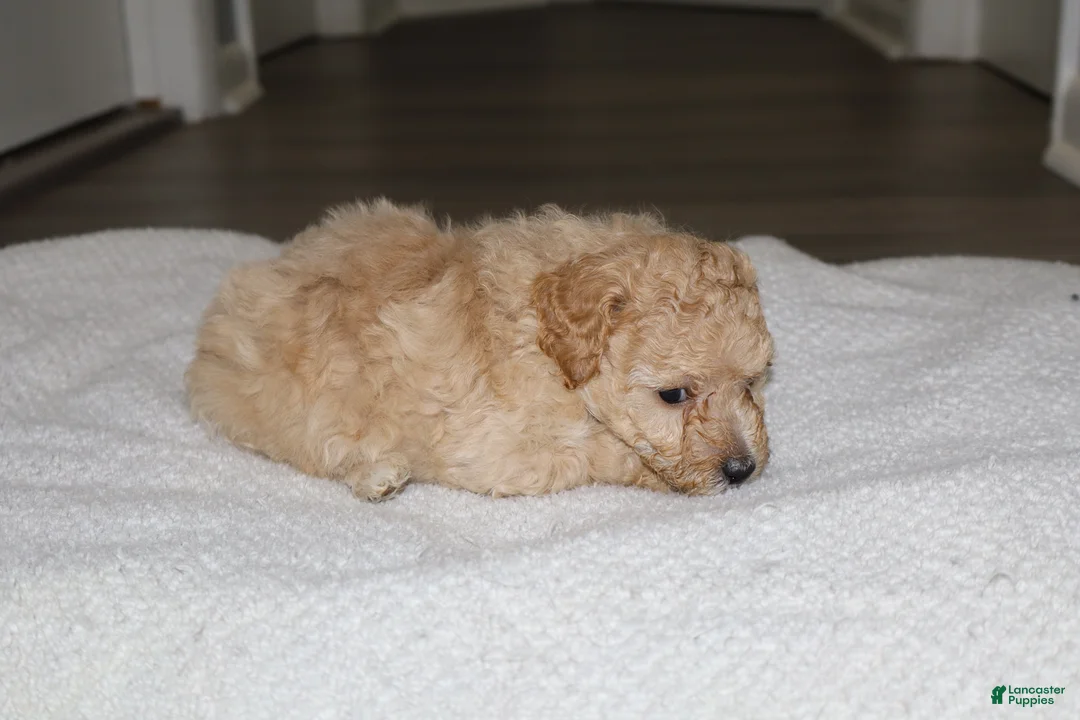 Miniature Poodle dogs for sale: Miniature Poodle Puppy 1 - Ad 2