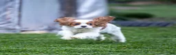 Cavalier King Charles Spaniel dogs for sale: Briar - Ad 4