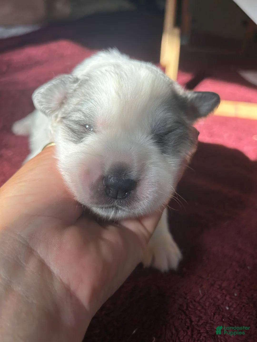 Great Pyrenees dogs for sale: Sally - Ad 1