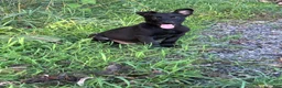 Belgian Malinois dogs for sale: Arthur - Ad 4