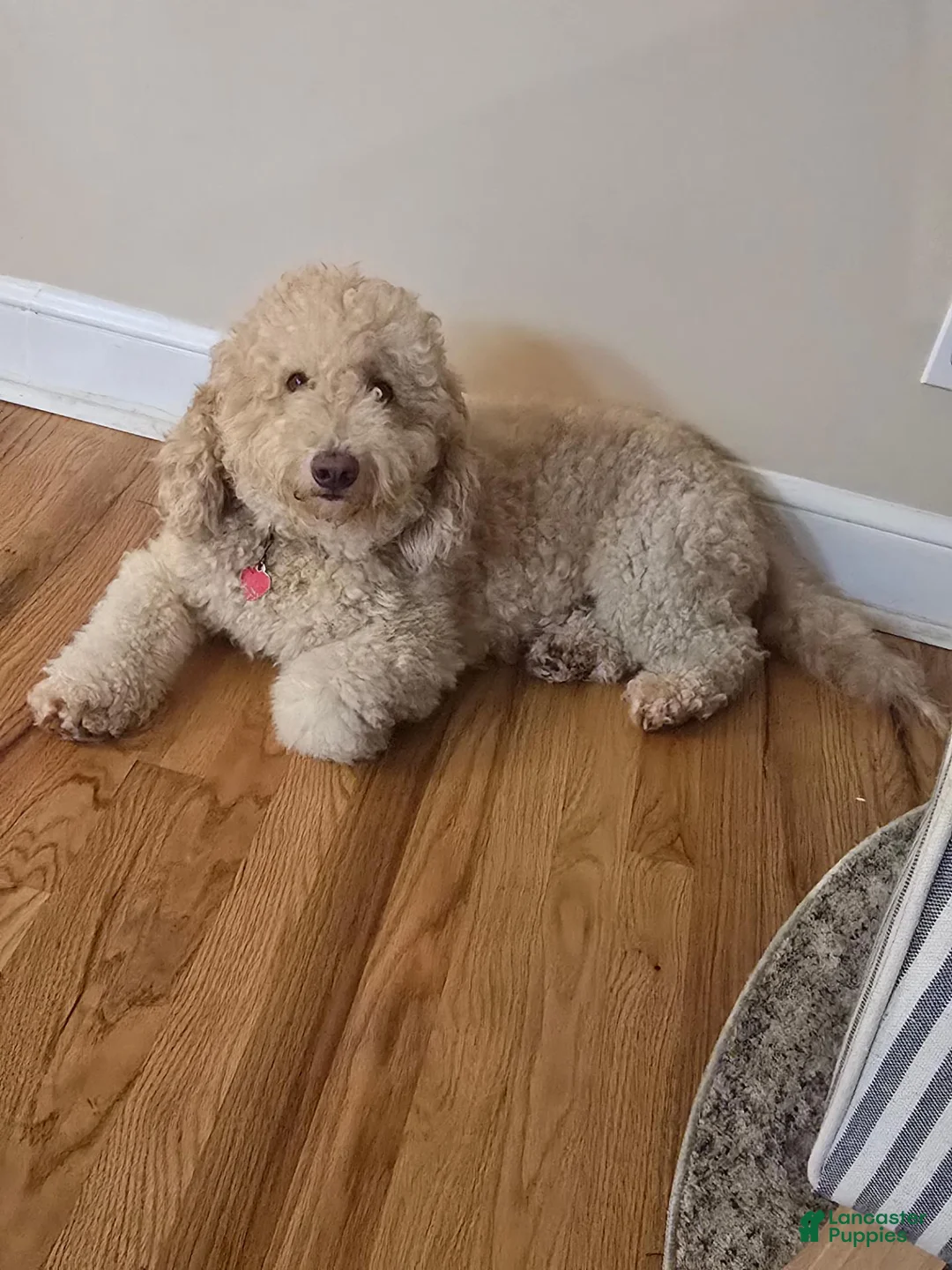 Miniature Labradoodle dogs for sale: Miniature Labradoodle Yellow - Ad 8