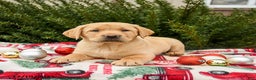 Labrador Retriever dogs for sale: Magic - Ad 3