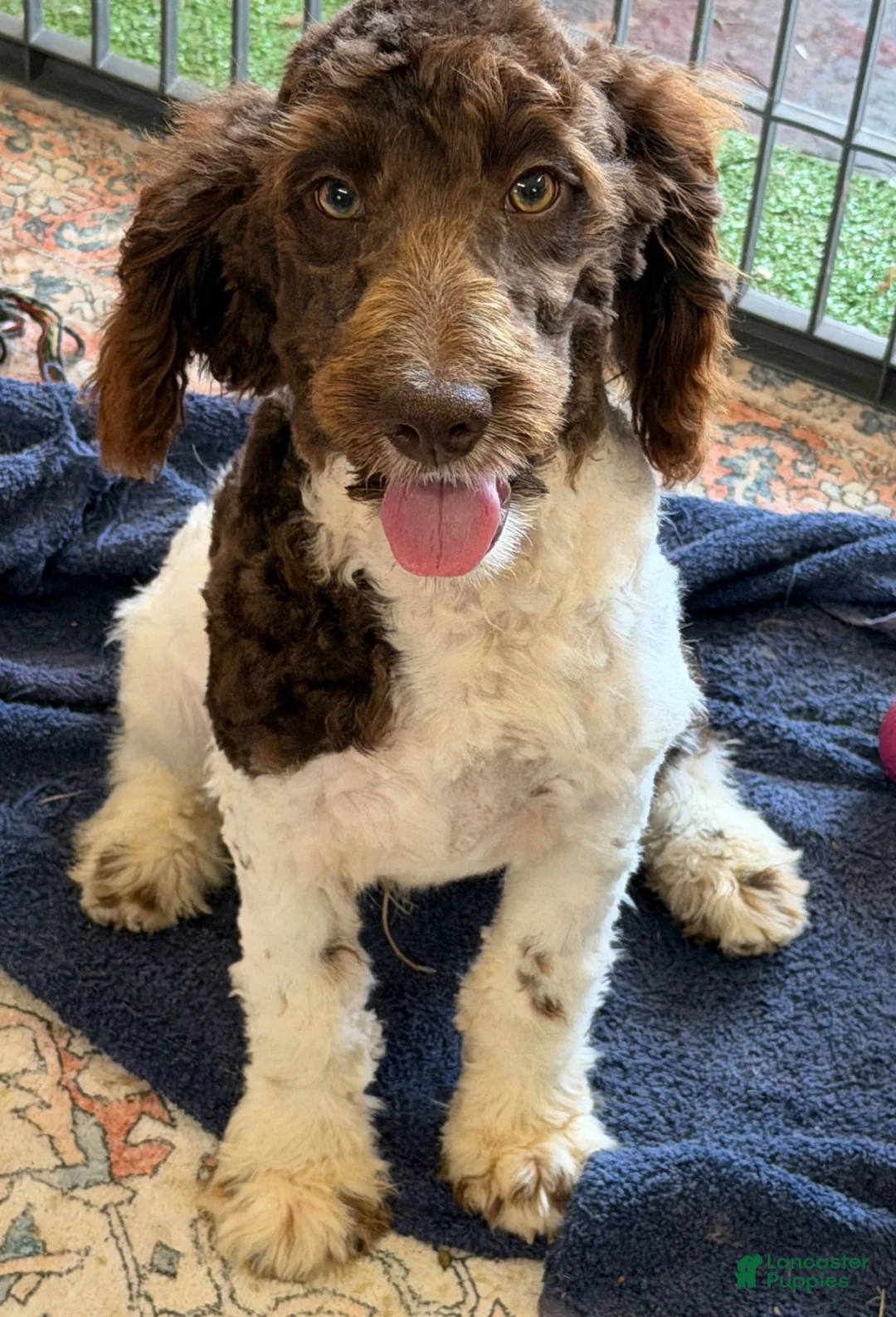 Mini Goldendoodle dogs for sale: Maxx - Ad 2