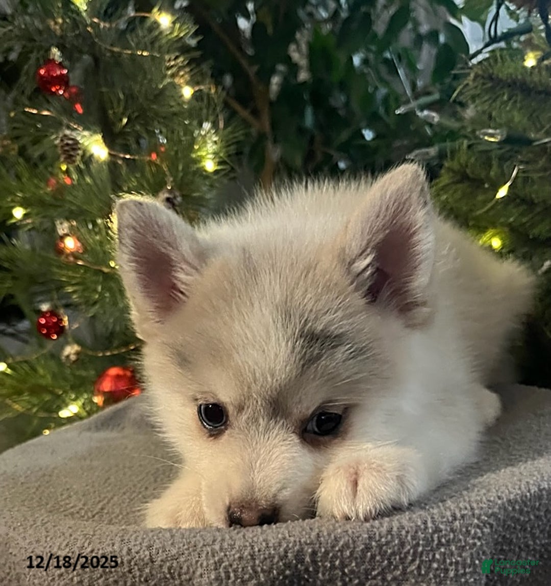 Pomsky dogs for sale: Heidi - Ad 7