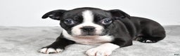 Boston Terrier dogs for sale: Molly - Ad 3
