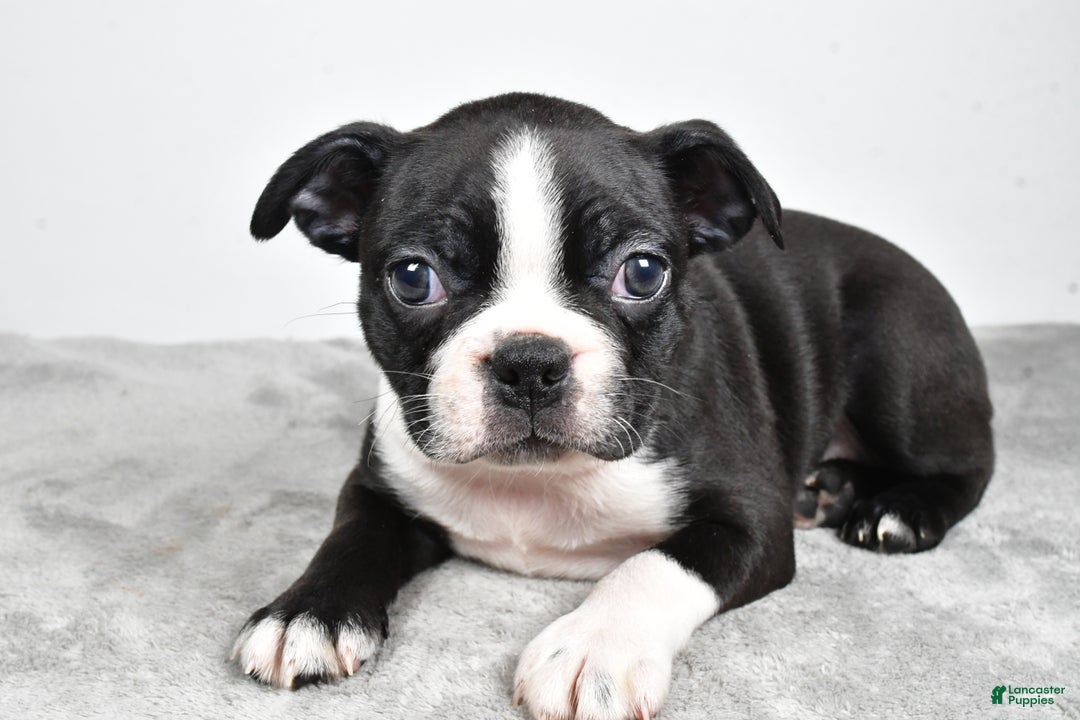 Boston Terrier dogs for sale: Molly - Ad 3