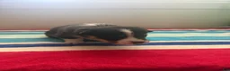 Welsh Corgi Pembroke dogs for sale: Dinero - Ad 5