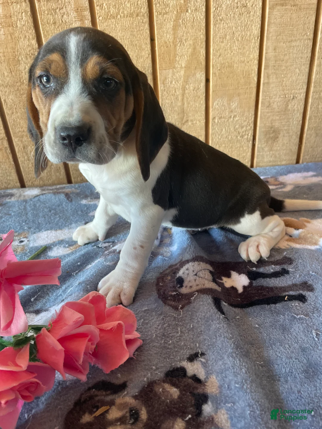 Beagle dogs for sale: Snoopy - Ad 1