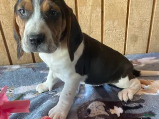 Beagle dogs Snoopy - Ad 10