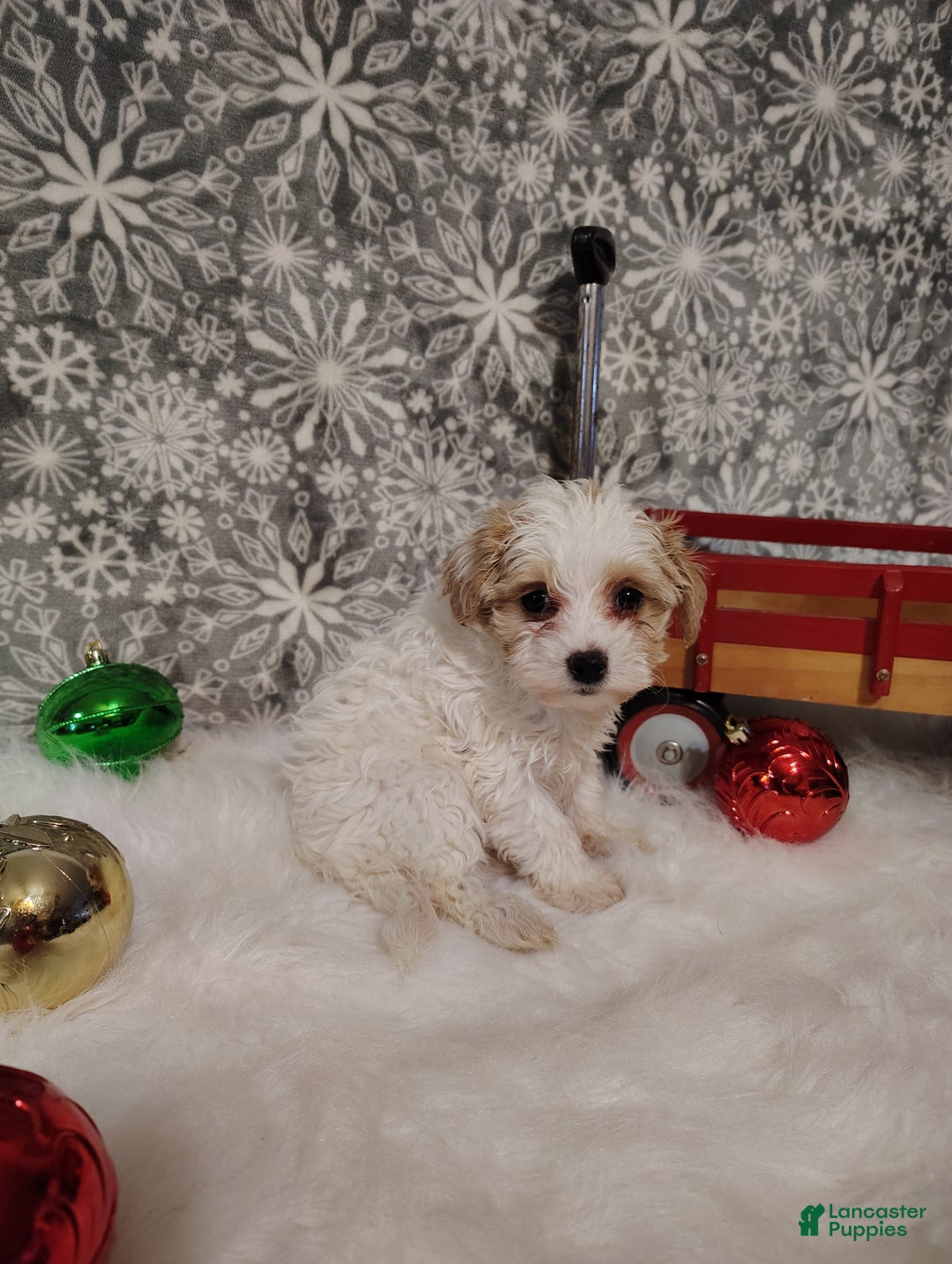 Maltipoo dogs for sale: Leo - Ad 4