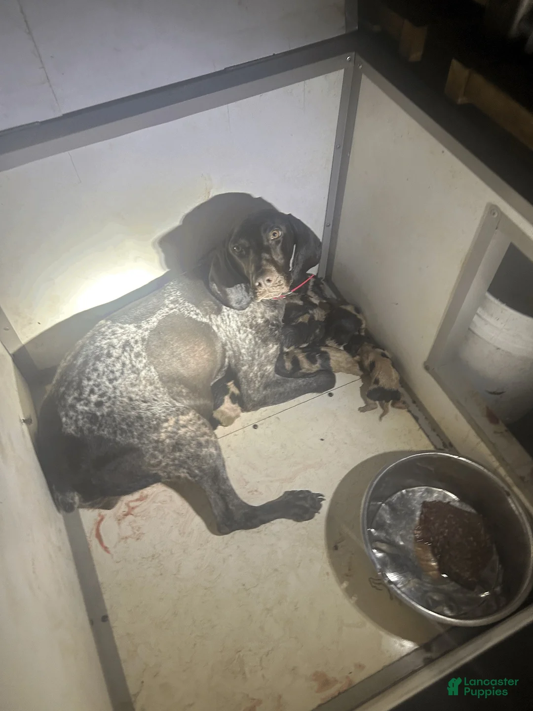 German Shorthaired Pointer dogs for sale: German Shorthaired Pointer 9 - Ad 2