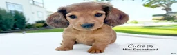 Miniature Dachshund dogs for sale: Cutie - Ad 2