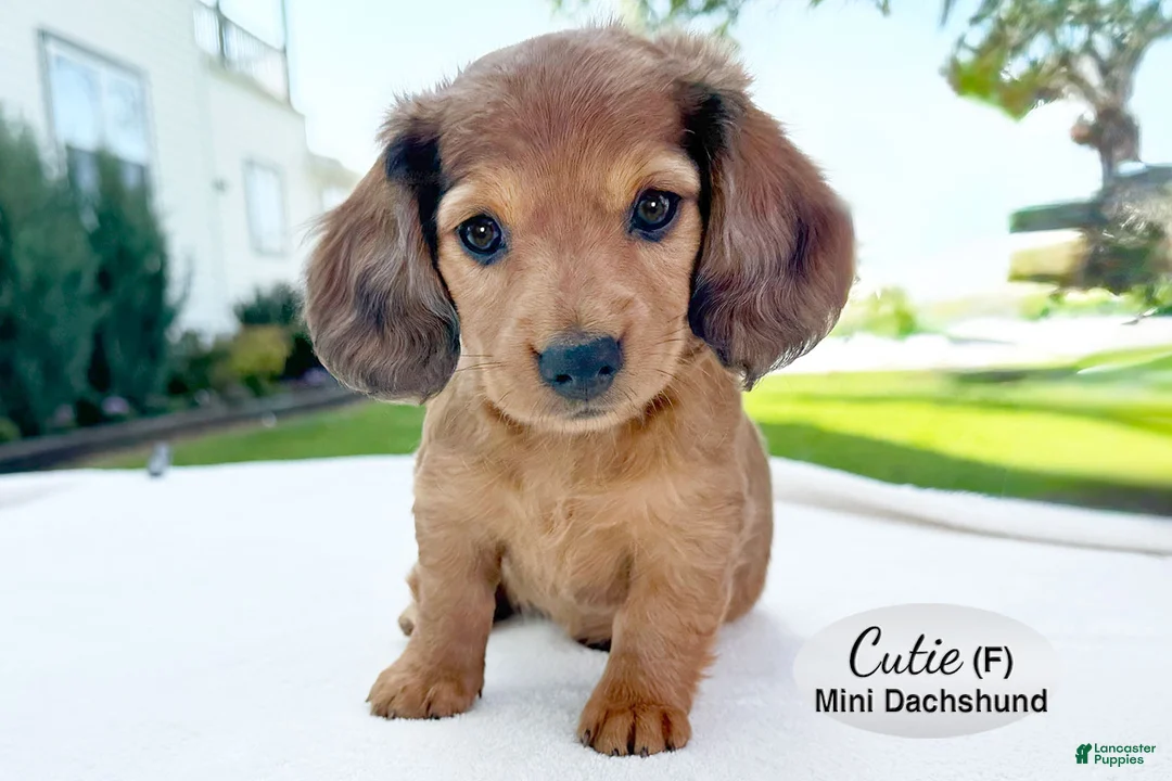 Miniature Dachshund dogs for sale: Cutie - Ad 2