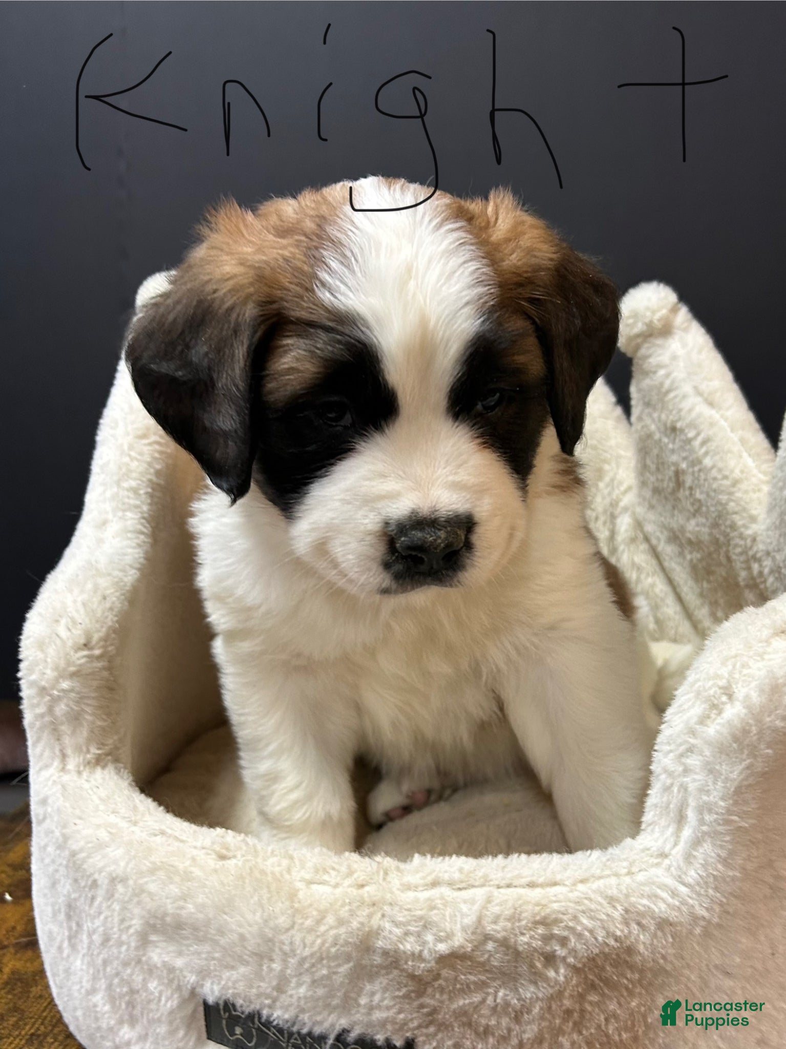 Saint Bernard dogs Saint Bernard Puppy 3 - Ad 1