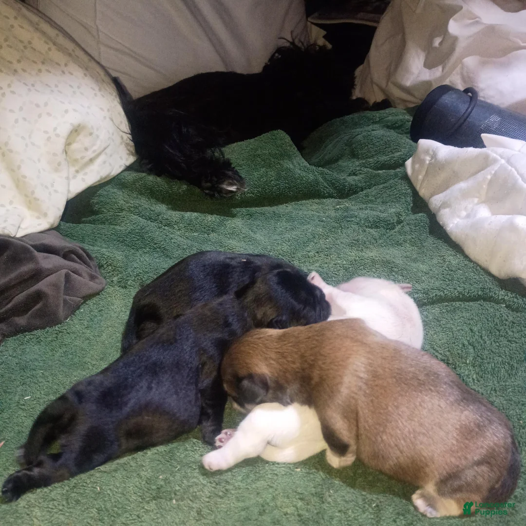 Mixed Breed dogs for sale: ShiChi 2 - Ad 2