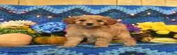 Mini Goldendoodle dogs for sale: Bundles - Ad 5