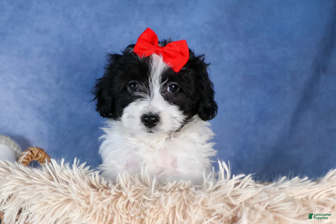 Havapoo dogs for sale: FRITZ - Ad 5