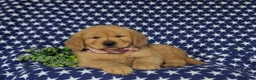 Golden Retriever dogs for sale: Roper - Ad 8