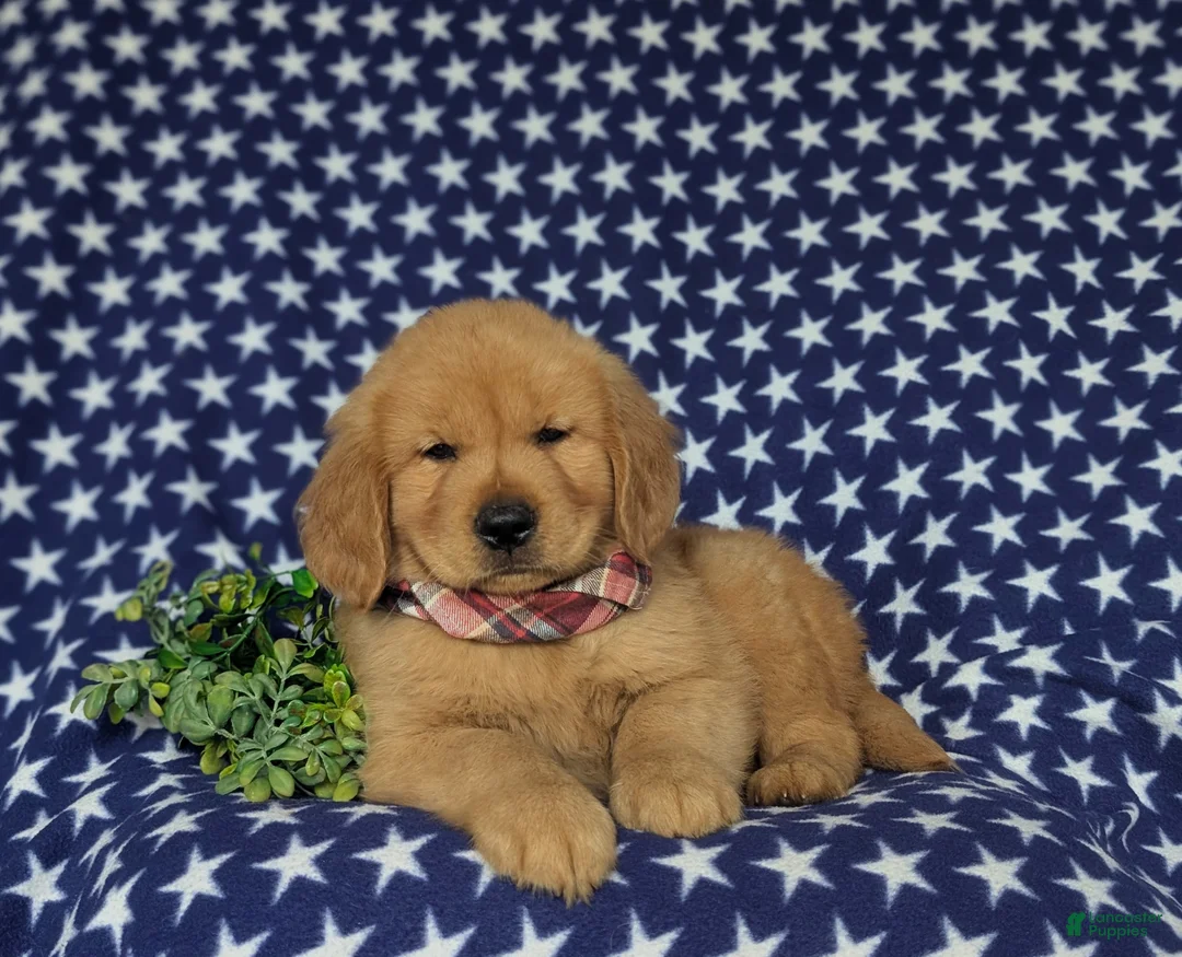 Golden Retriever dogs for sale: Roper - Ad 8