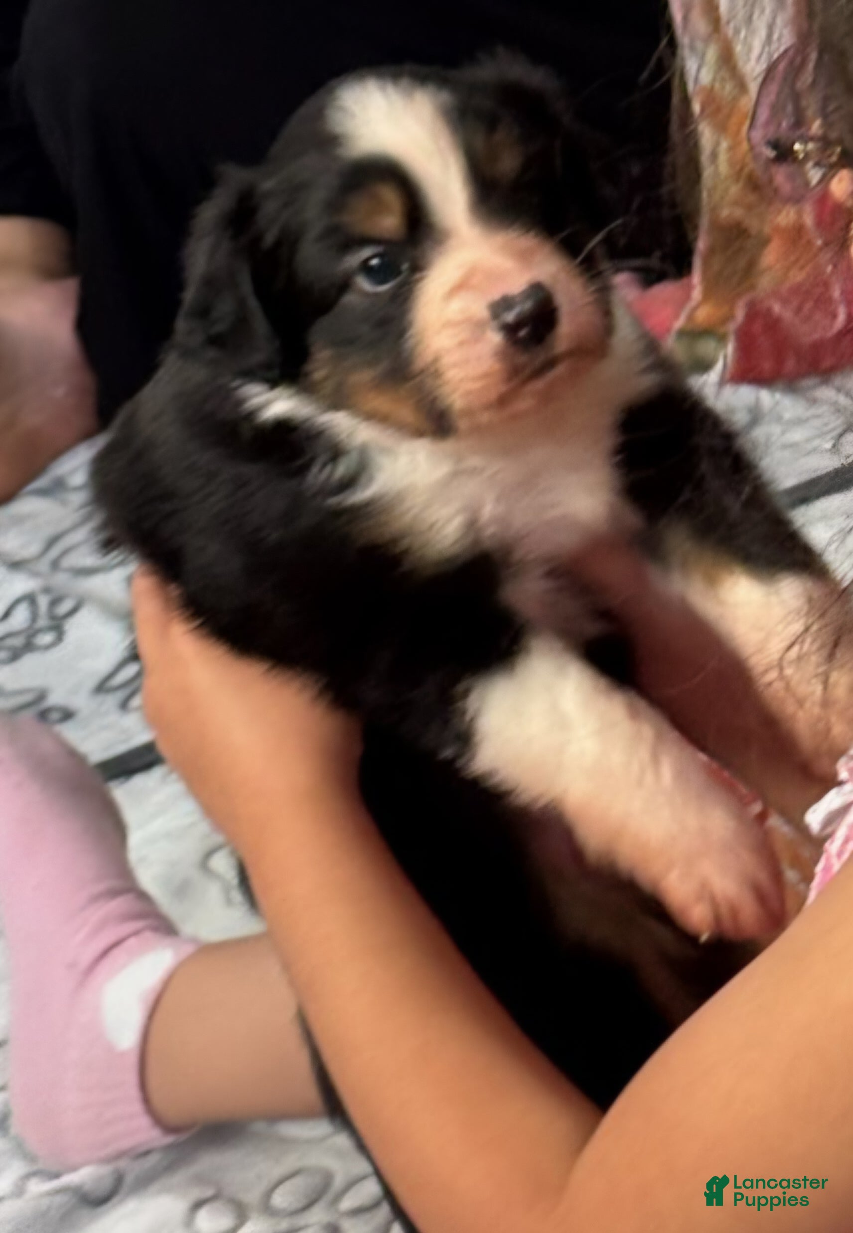 Miniature Australian Shepherd dogs Miniature Australian Shepherd Puppy 1 - Ad 2