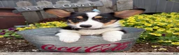 Welsh Corgi Pembroke dogs for sale: Nora - Ad 3