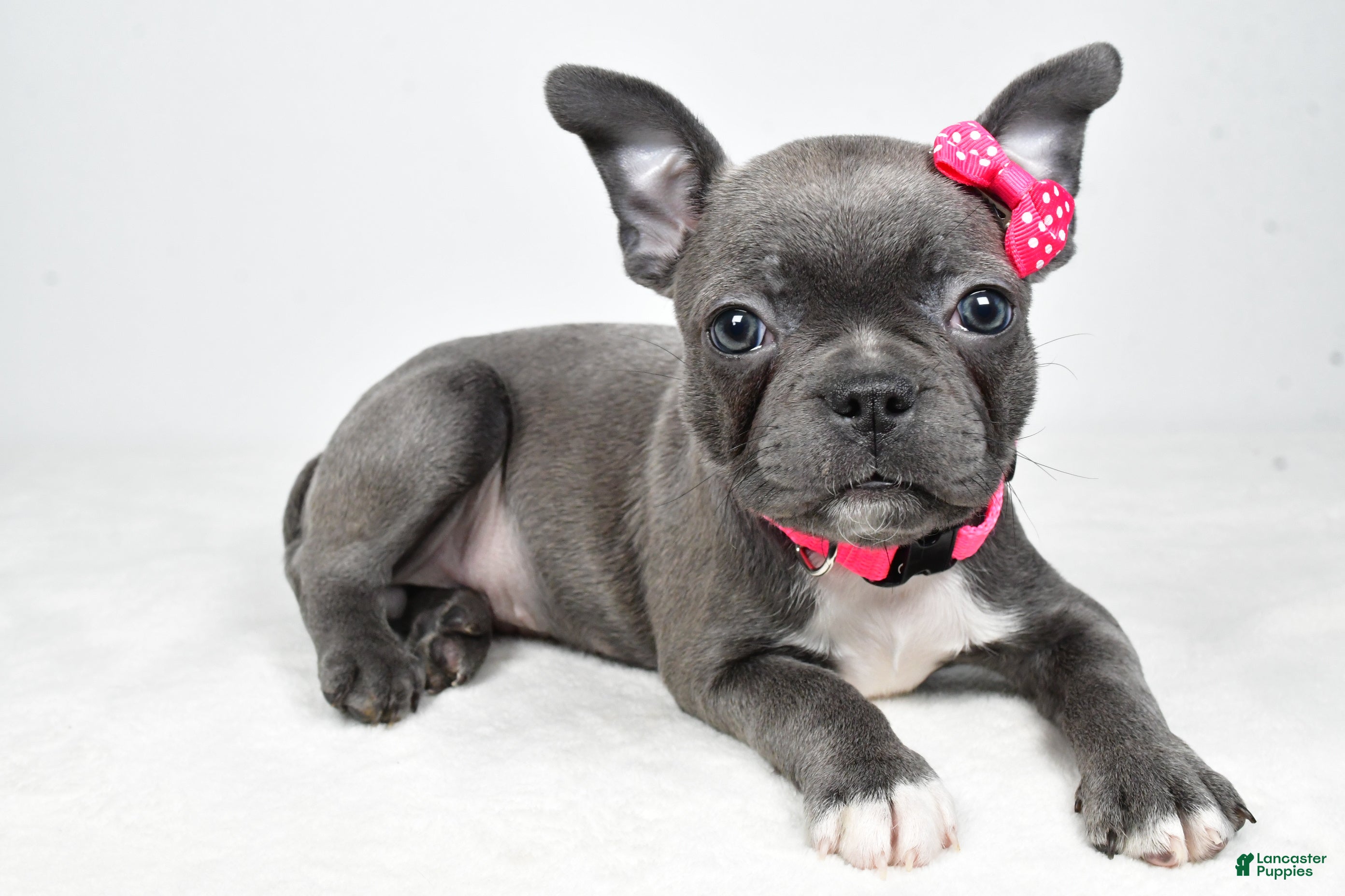 Mixed Breed dogs Lucy - Ad 1