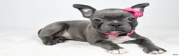 Mixed Breed dogs for sale: Lucy - Ad 1