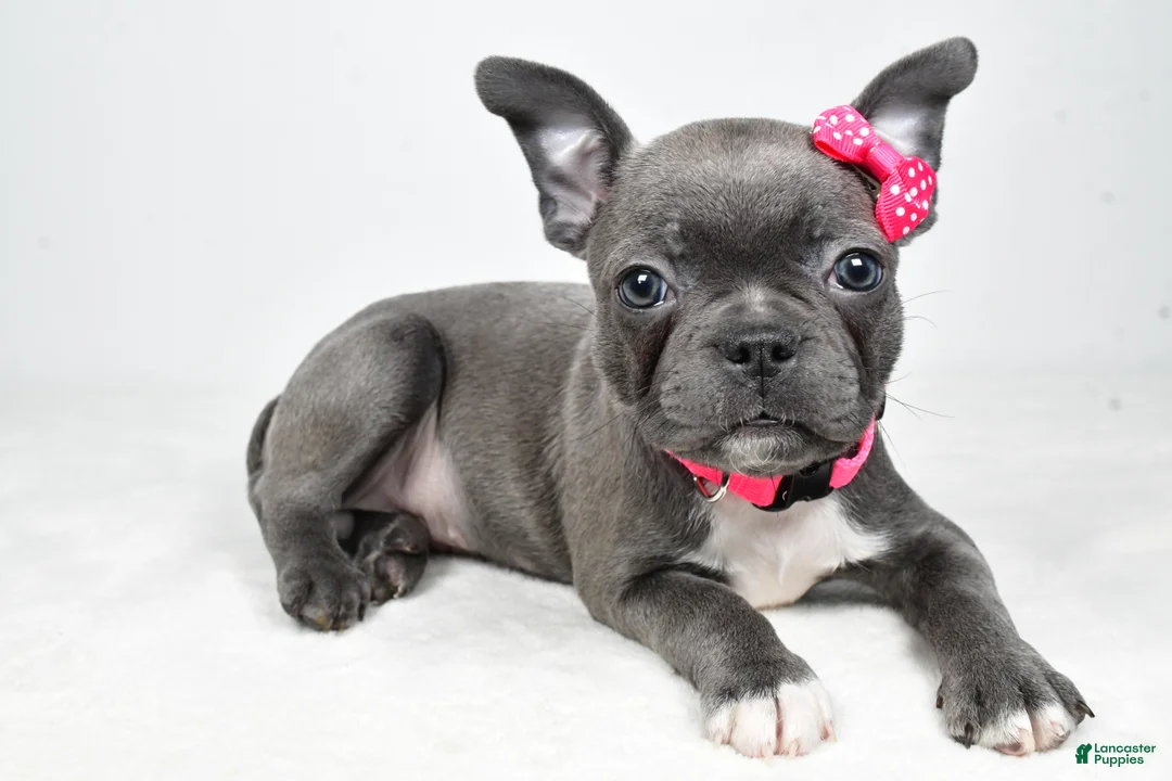 Mixed Breed dogs for sale: Lucy - Ad 1