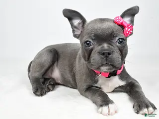 Mixed Breed dogs for sale: Lucy - Ad 4