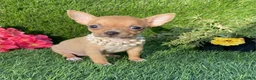 Chihuahua dogs for sale: Chihuahua Puppy 1 - Ad 2