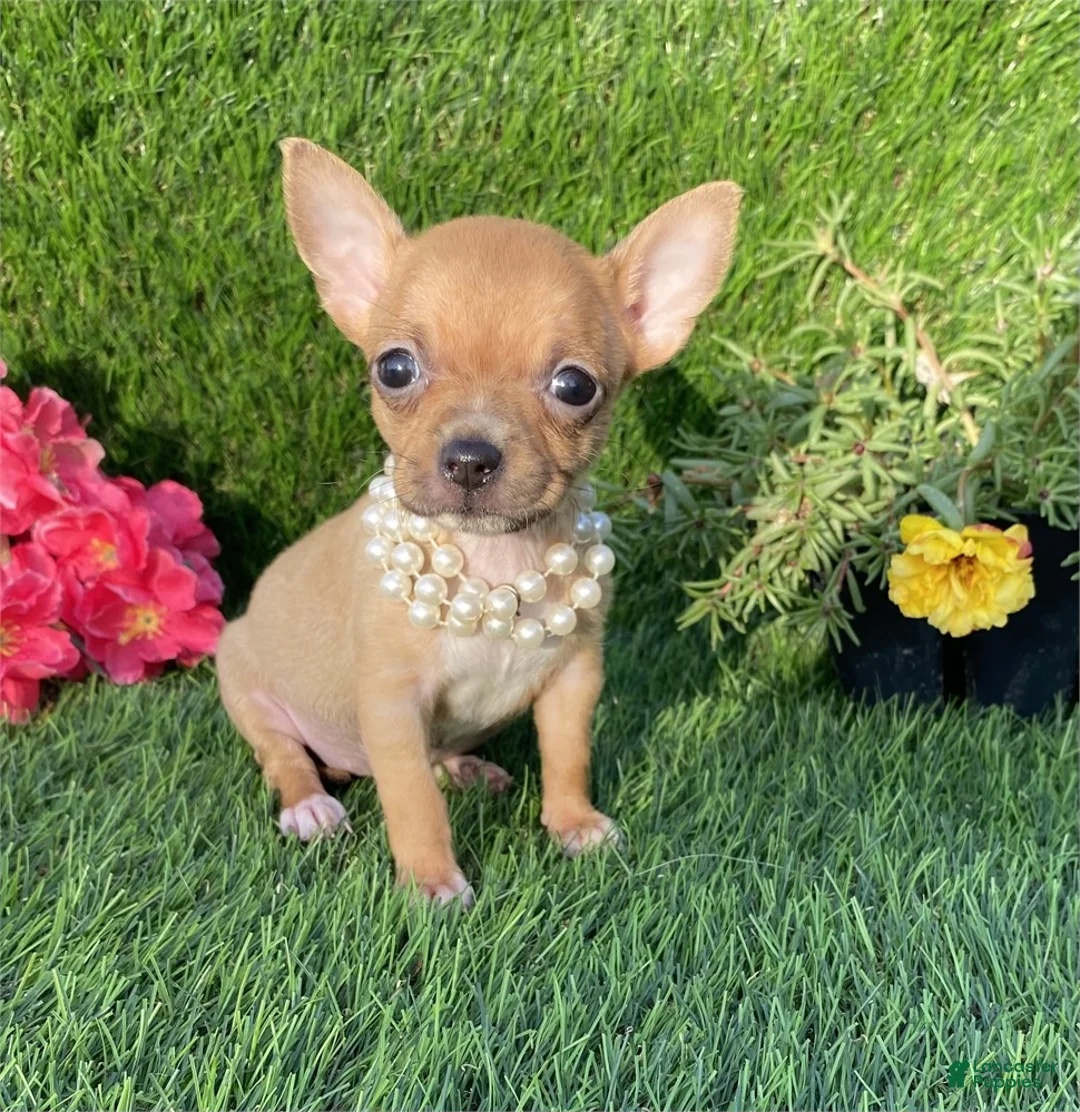 Chihuahua dogs for sale: Chihuahua Puppy 1 - Ad 2