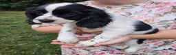 Mixed Breed dogs for sale: Skippy - Ad 4